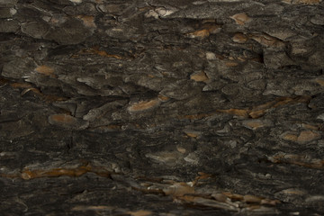 bark of tree. background.
