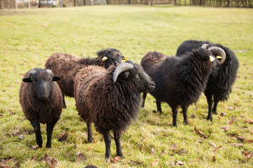 A black ram, and herd of sheep near the city Livaro in Normandy, France