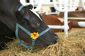 Cow in corral