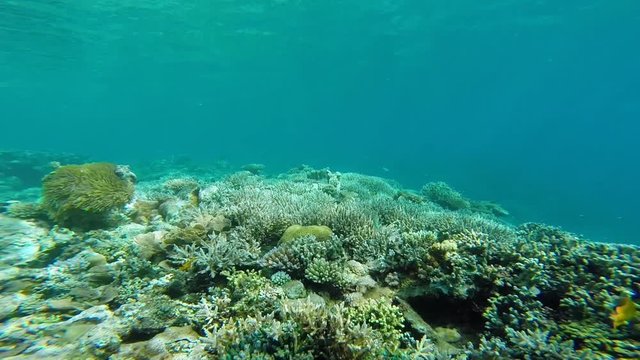 Travelling sur un r&eacute;cif corallien de Mayotte