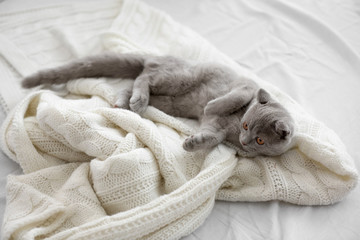 British kitten on bed indoors