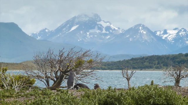 Epic Tierra del Fuego Mountains Background with Close-up Pengiuns in their Natural Habitat Foreground with Plants  at the Southern Most Tip of South America in Argentina