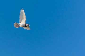 Fototapeta na wymiar Pigeon Flying in Winter