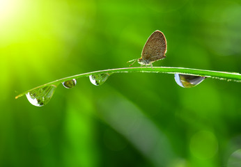 morning dew on a spring grass and butterfly