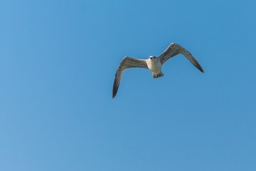 Seagull Checking the Surroundings in Winter