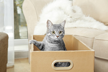 Cute cat in cardboard box