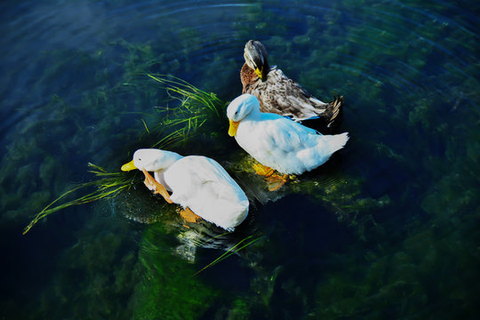Aile