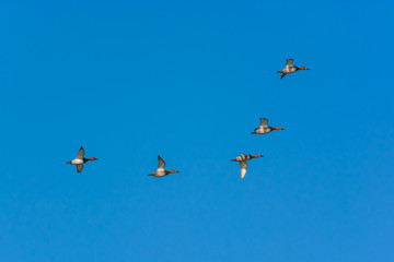 A Flock of Ducks in Winter