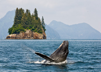 Alaska. Humpback whale breaching jumping.