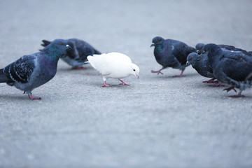 Pigeons on street