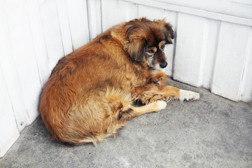 Homeless dog lying on the street