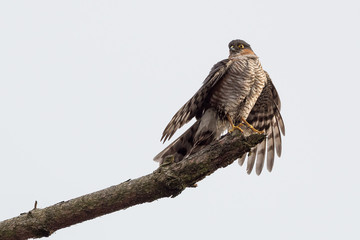 Vogel auf Ast