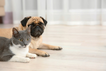 Adorable pug and cute cat lying together on floor - Powered by Adobe