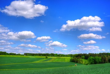 Landschaft und Wald im Sommer