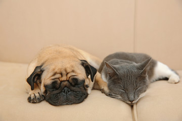 Adorable pug and cute cat lying together on sofa