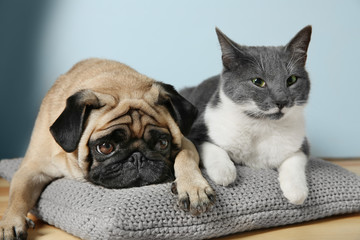 Adorable pug and cute cat lying together on pillow © Africa Studio