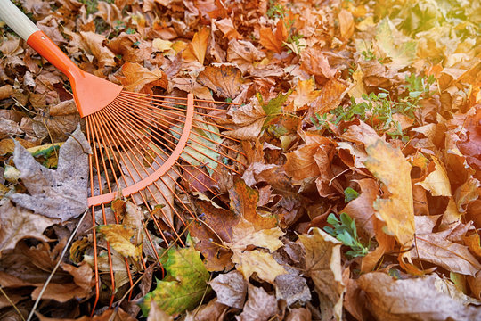 Gathering fallen leaves with fan rake, close up view