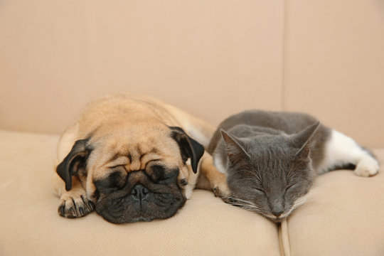 Adorable pug and cute cat lying together on sofa