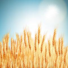 Naklejki  Pole pszenicy złotej i słoneczny dzień. EPS 10