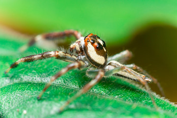 Male Two-striped Jumping Spider (Telamonia dimidiata, Salticidae) resting and crawling on a green leaf, showing its back and left side
