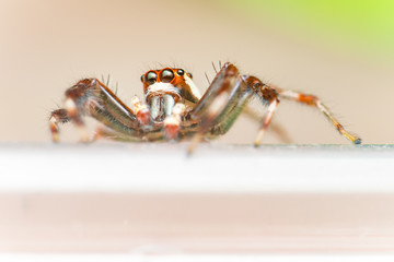 Male Two-striped Jumping Spider (Telamonia dimidiata, Salticidae) resting and crawling on a transparent tupperware
