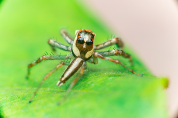 Male Two-striped Jumping Spider (Telamonia dimidiata, Salticidae) resting and crawling on a green leaf, showing its back and left side
