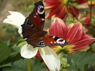 01buterfly © Anna