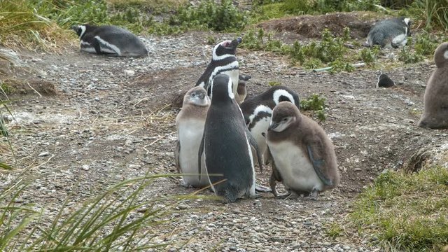 Baby Magellanic Penguins and Parents Standing in the South American Wild inside Tierra del Fuego at the Southern Most Tip of South America in Argentina
