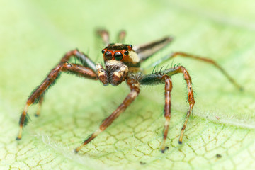 Male Two-striped Jumping Spider (Telamonia dimidiata, Salticidae) resting and crawling on a green leaf