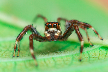 Male Two-striped Jumping Spider (Telamonia dimidiata, Salticidae) resting and crawling on a green leaf