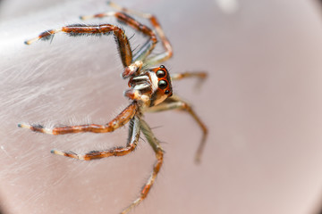 Male Two-striped Jumping Spider (Telamonia dimidiata, Salticidae) resting and crawling on a transparent tupperware