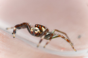 Male Two-striped Jumping Spider (Telamonia dimidiata, Salticidae) resting and crawling on a transparent tupperware
