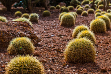 Cactus landscape. Cactus field. Cactus garden. 