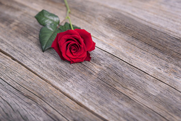 Red rose on a wooden boards.