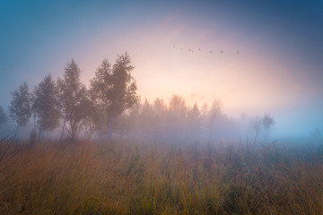 Autumnal foggy sunrise landscape. Flock of ducks flying over.