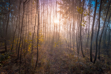 Early autumn forest. Foggy sunrise in a dense young aspen woods.
