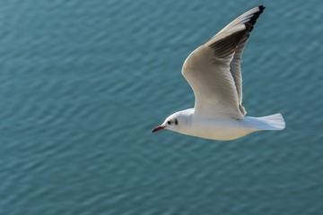 Fototapeta na wymiar Seagull Searching for Fish