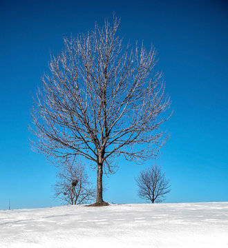 isolated deciduous tree on meadow with snow and clear sky on Butoranka bellow Lysa hora hill in winter Moravskoslezske Beskydy mountains in Czech republic