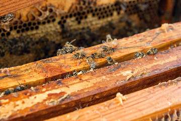 Close up view of the bees swarming on a honeycomb.