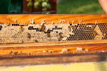 View of the working bees on the honeycomb with sweet honey.