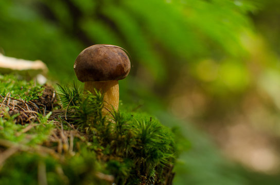 Mushroom Bay bolete in moss