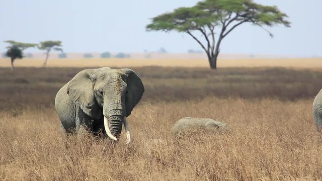 B&eacute;b&eacute; et famille &eacute;l&eacute;phants en Tanzanie dans le parc du Serengeti