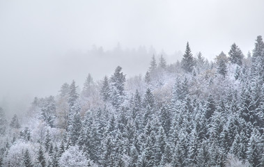 mountain forest in dense winter fog