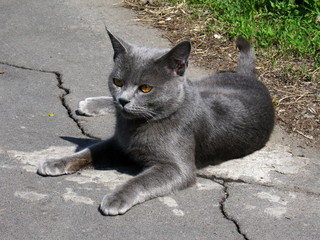Gray cat with beautiful eyes on the ground