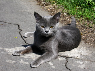 Gray cat with beautiful eyes on the ground