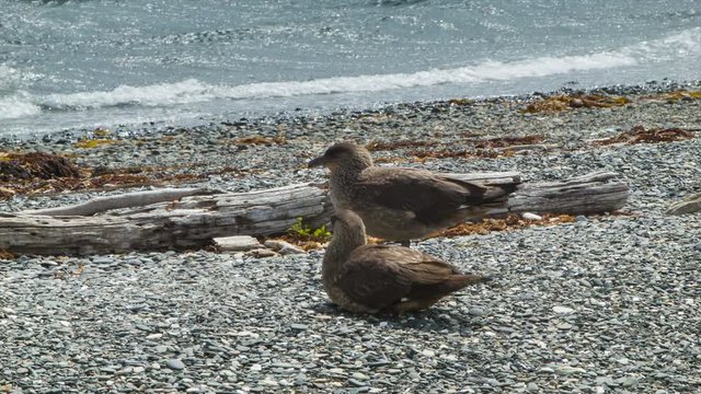 Chilean Skuas Birds Close-up in their Natural Habitat at the Pebble Shores of the Beagle Channel in Tierra del Fuego Argentina at the Southern Most Tip of South America