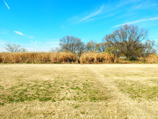 冬の河川敷風景