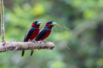 black-and-red broadbill(cymbirhynchus macrorhynchos), baeutiful bird on branch.
