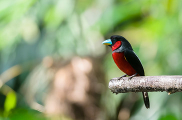 black-and-red broadbill(cymbirhynchus macrorhynchos), baeutiful bird on branch.