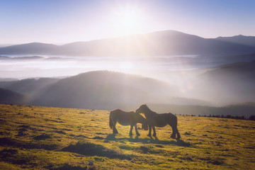 Fototapeta na wymiar two horses in the mountain caressing